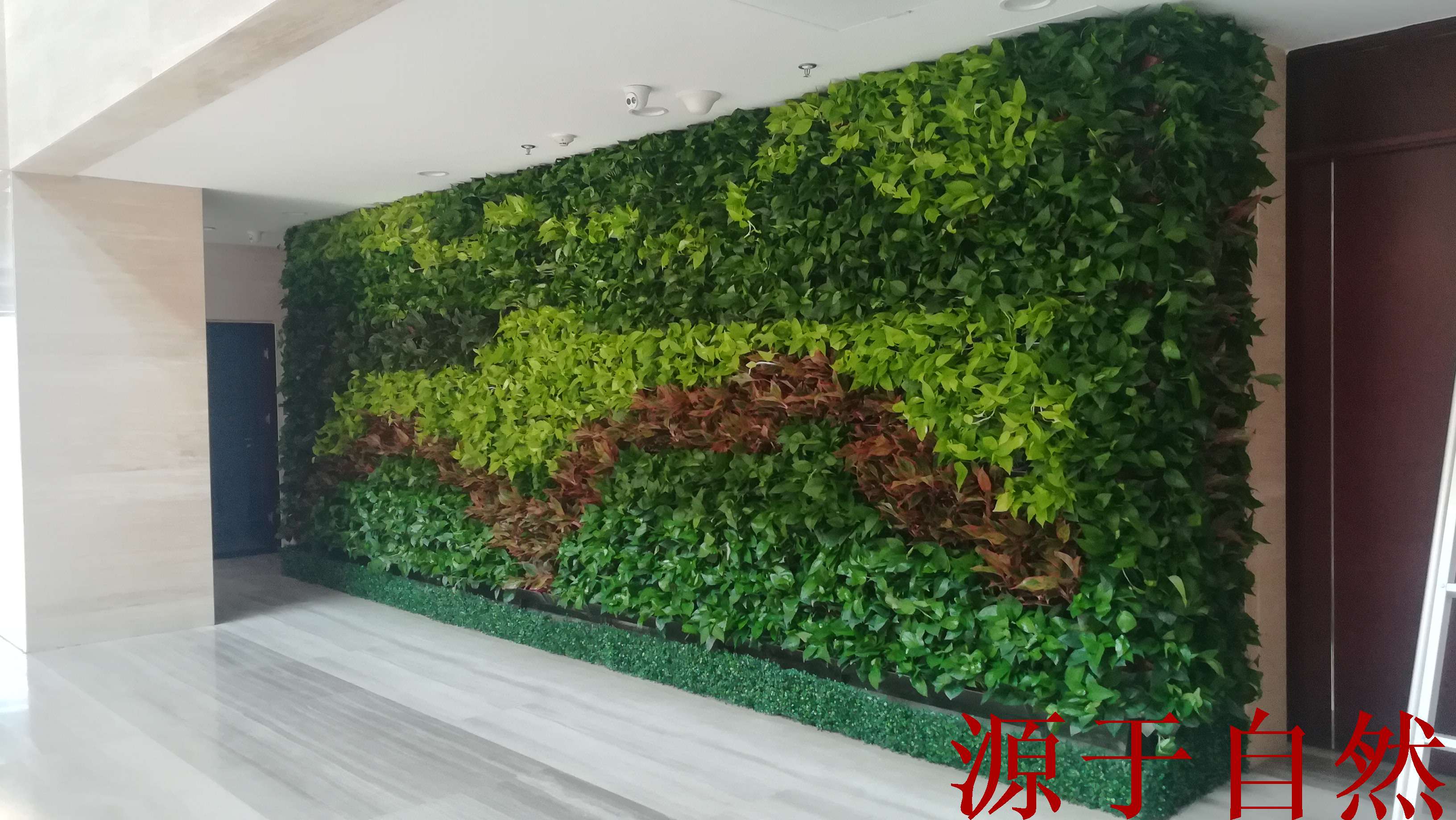 室外墙面绿化——“植物墙绿化”-室内软景-陕西源景园林有限公司|西安植物墙制作